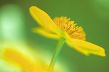Natur im Detail