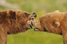 Grizzlies & Co